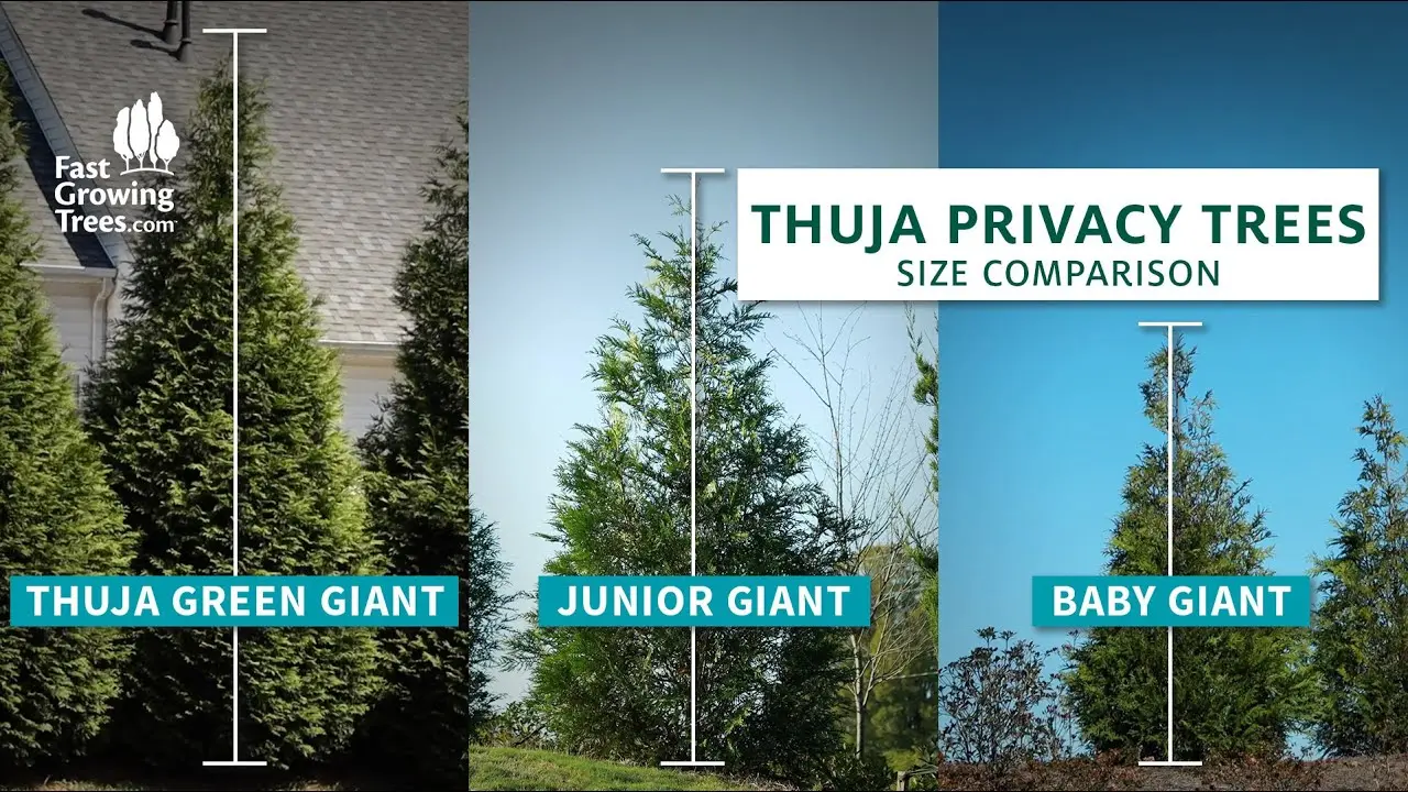 Difference thuja from cypress