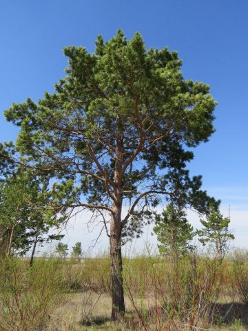 Differences between spruce and pine