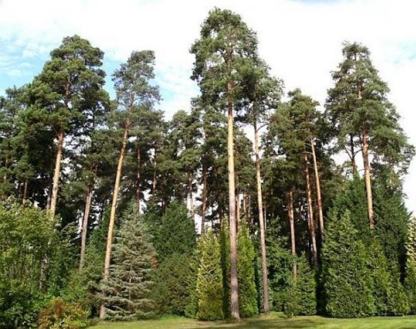 Differences between spruce and pine