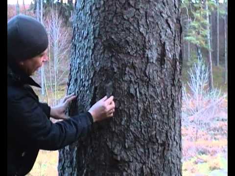 Differences between spruce and pine