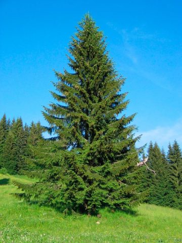 Differences between spruce and pine