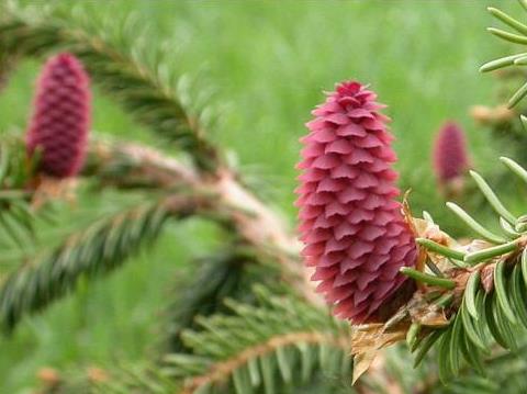 Differences between spruce and pine