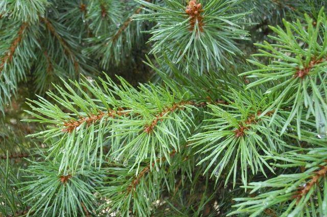 Differences between spruce and pine