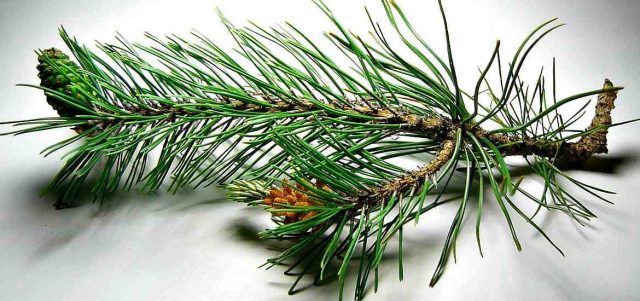 Differences between spruce and pine