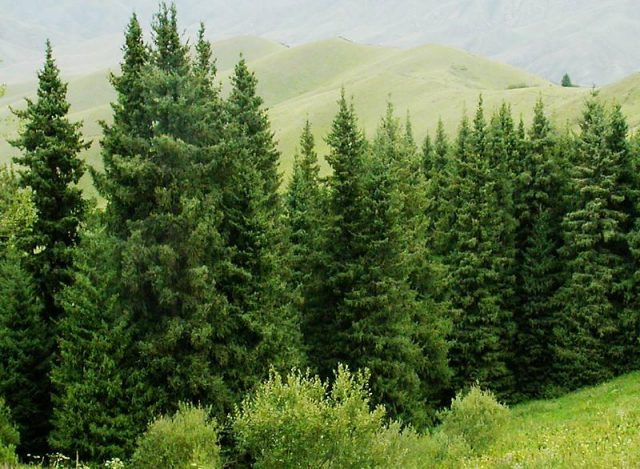 Differences between spruce and pine