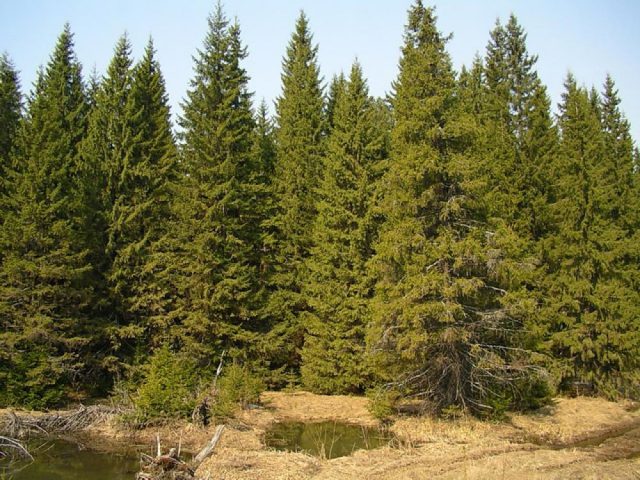 Differences between spruce and pine