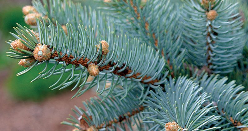 Differences between spruce and pine