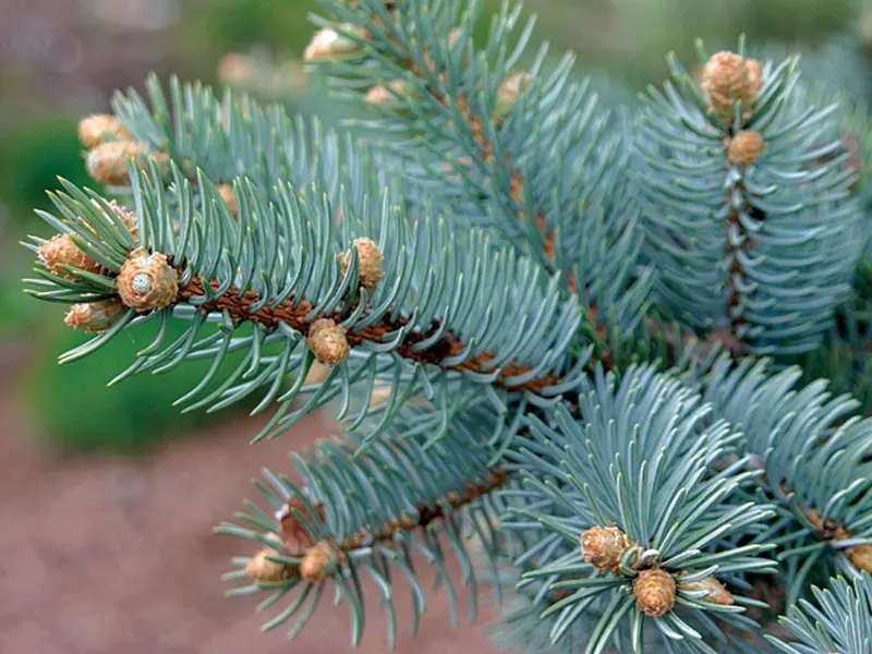 Differences between spruce and pine