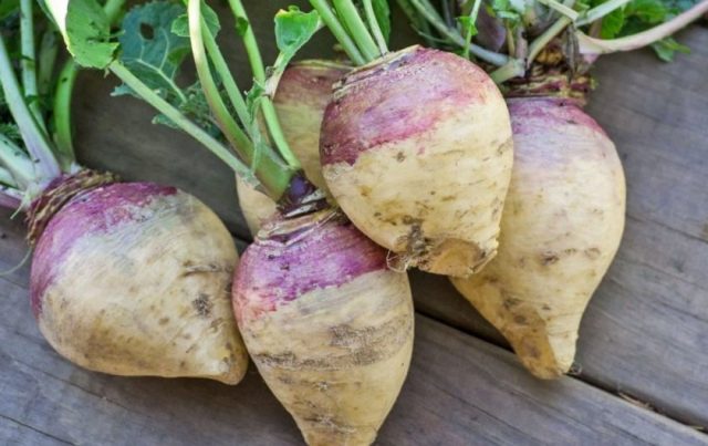 Differences between turnip and swede