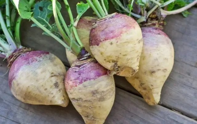 Differences between turnip and swede