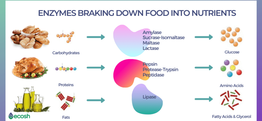 Digestive enzymes of the digestive system &#8211; functions, types, excess and deficiency