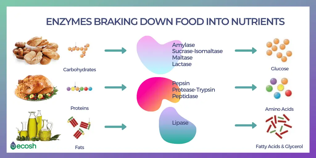 Digestive enzymes of the digestive system &#8211; functions, types, excess and deficiency