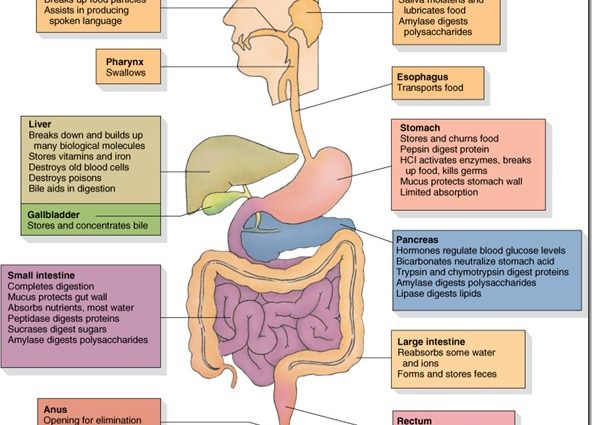 Digestive system &#8211; functions. Elements of the digestive system and their role