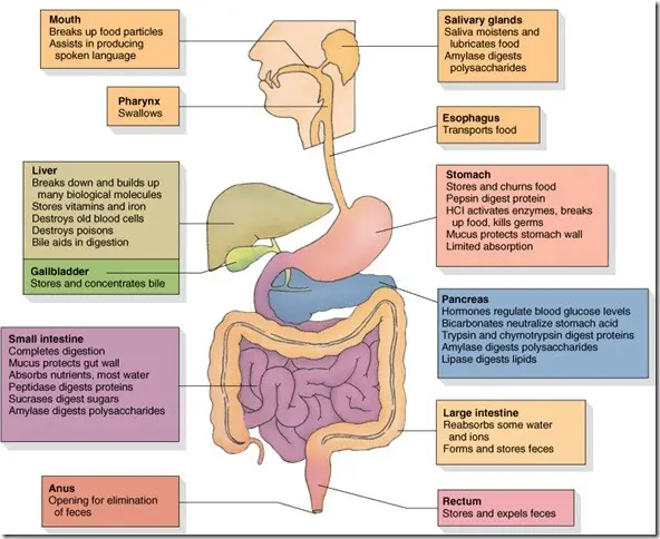 Digestive system &#8211; functions. Elements of the digestive system and their role