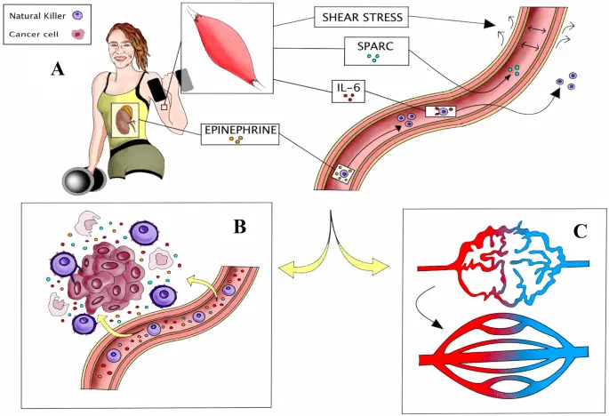 Digestive system neoplasms. How to improve the effects of therapy?