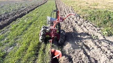 Digging potatoes with a motor cultivator + video 