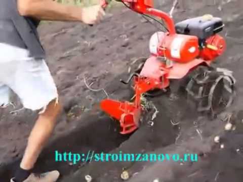 Digging potatoes with a motor cultivator + video 