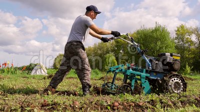 Digging potatoes with a motor cultivator + video 