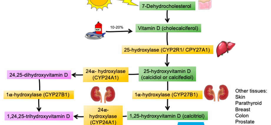 Dihydroxycholecalciferol &#8211; indications for the examination and its course