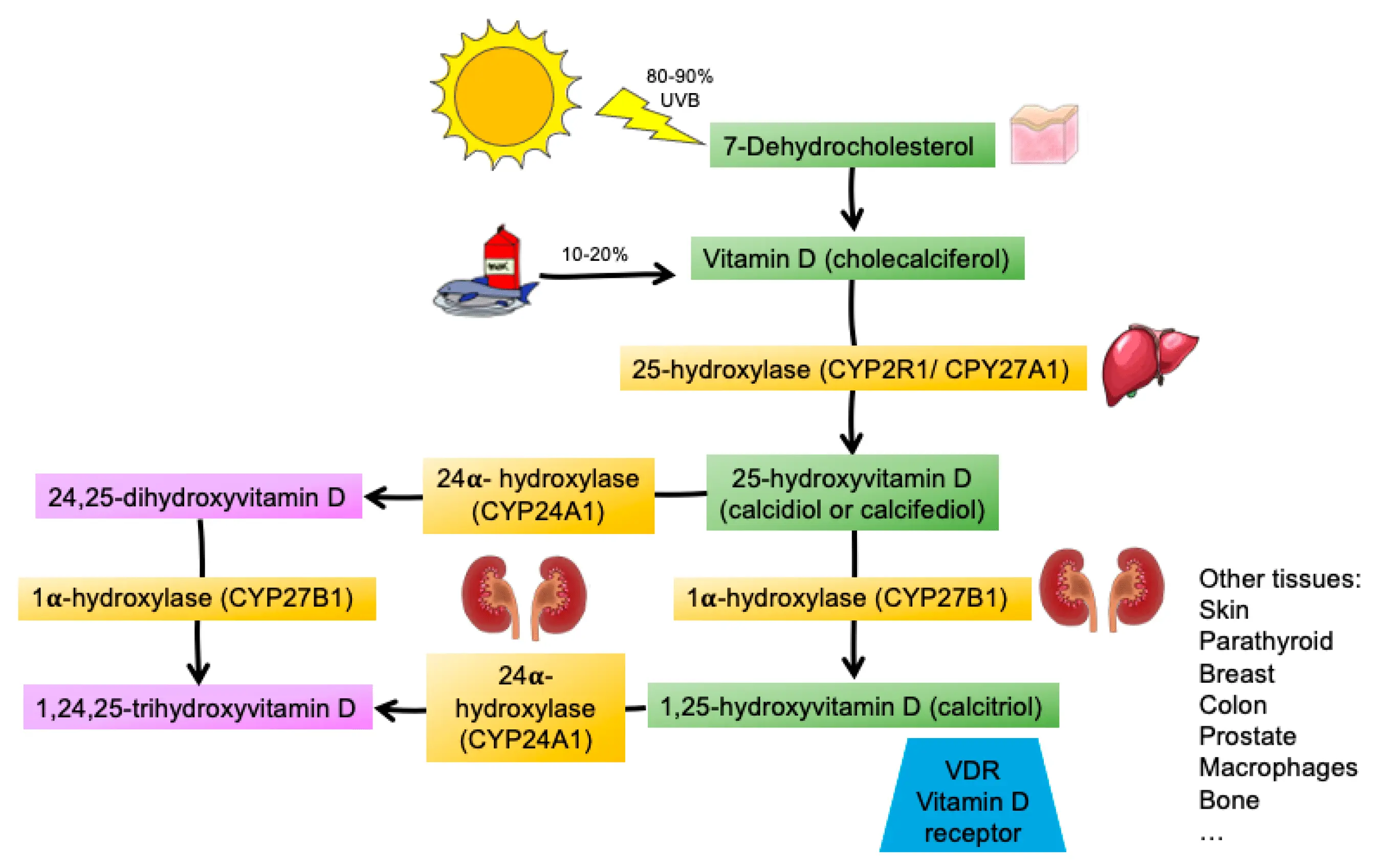 Dihydroxycholecalciferol &#8211; indications for the examination and its course