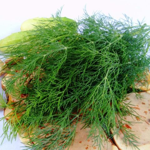 Dill Alligator: reviews, photos, yield