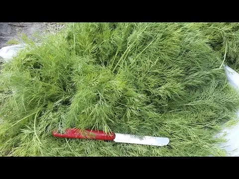 Dill Alligator: reviews, photos, yield