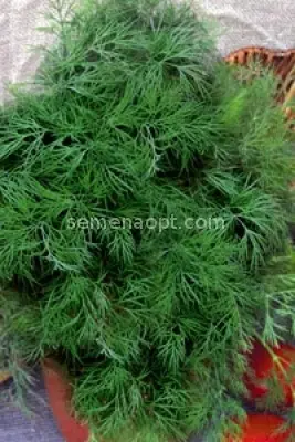 Dill Alligator: reviews, photos, yield