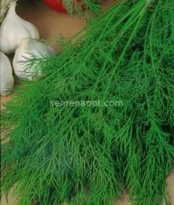 Dill Aurora: reviews, photos, cultivation