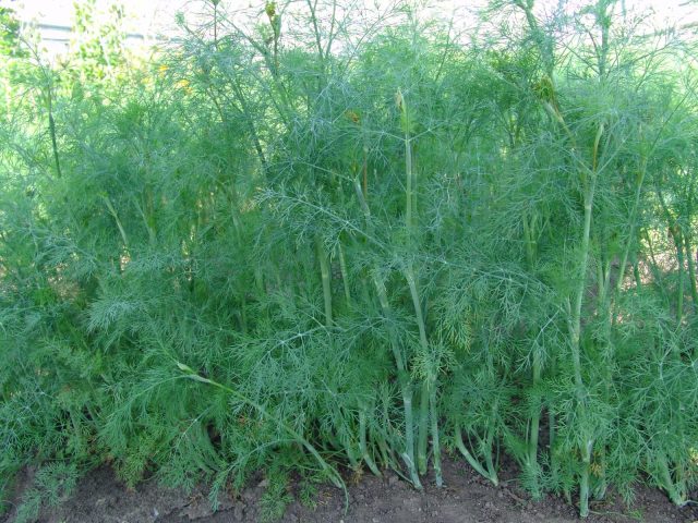 Dill Bushy: variety description