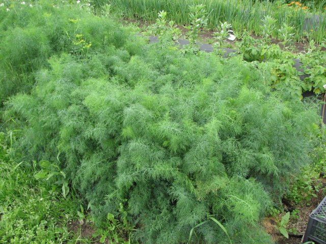 Dill Dill: reviews, photos, cultivation