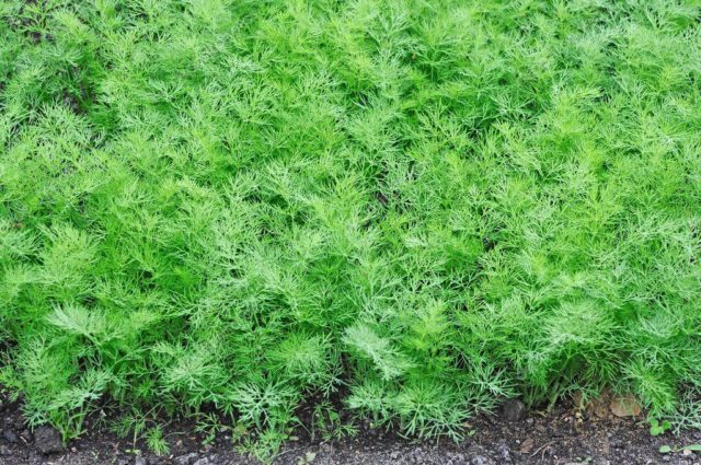 Dill for greens without umbrellas: names of the best varieties, reviews