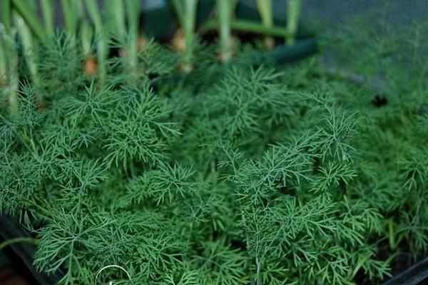 Dill for greens without umbrellas: names of the best varieties, reviews