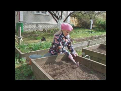 Dill for greens without umbrellas: names of the best varieties, reviews