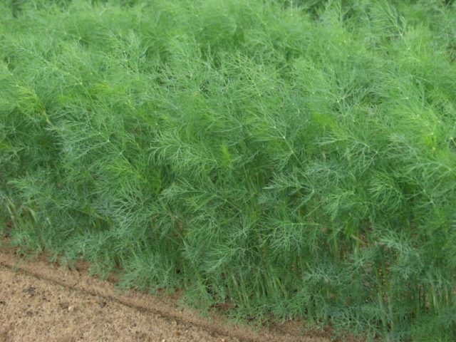 Dill for greens without umbrellas: names of the best varieties, reviews