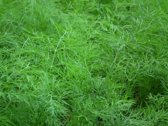 Dill for greens without umbrellas: names of the best varieties, reviews