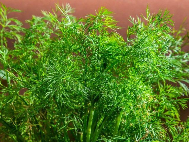 Dill for greens without umbrellas: names of the best varieties, reviews