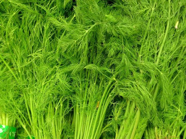 Dill for greens without umbrellas: names of the best varieties, reviews