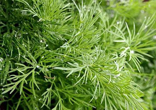 Dill for greens without umbrellas: names of the best varieties, reviews