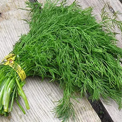 Dill Gribovsky: reviews, photos, planting and care