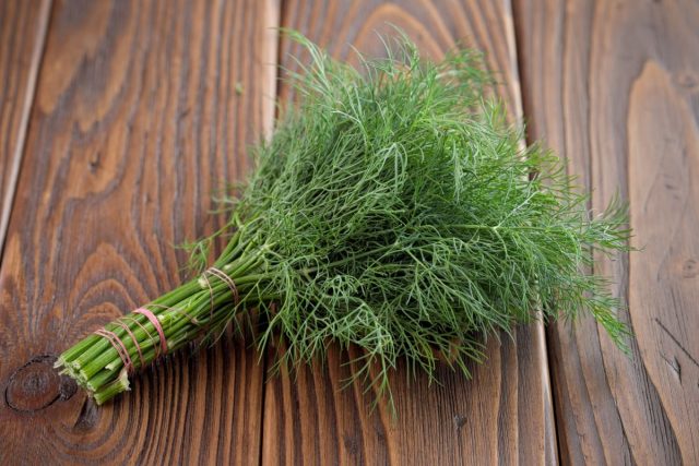 Dill Hercules: description, photo, reviews