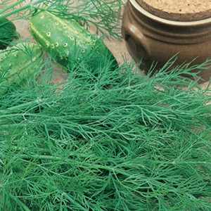 Dill Hercules: description, photo, reviews