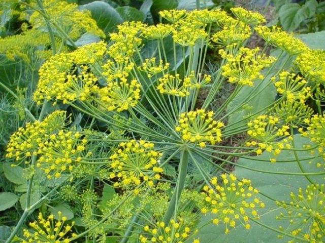 Dill: is it a vegetable or herb, types and varieties (seeds) by maturity