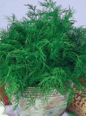 Dill: is it a vegetable or herb, types and varieties (seeds) by maturity