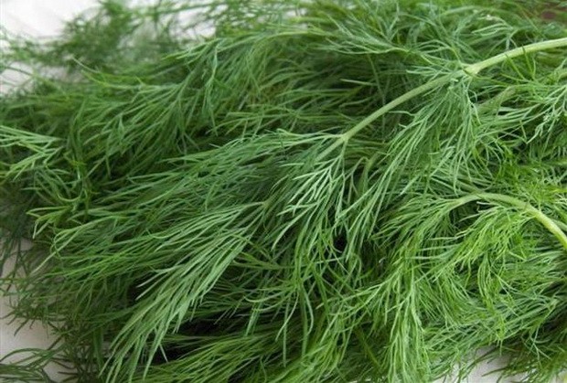 Dill: is it a vegetable or herb, types and varieties (seeds) by maturity