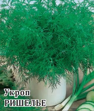 Dill: is it a vegetable or herb, types and varieties (seeds) by maturity