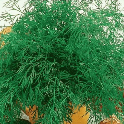 Dill: is it a vegetable or herb, types and varieties (seeds) by maturity