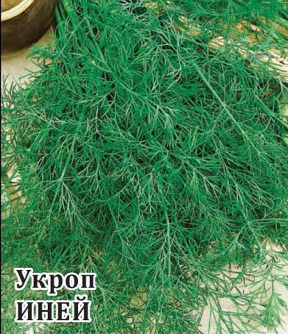 Dill: is it a vegetable or herb, types and varieties (seeds) by maturity