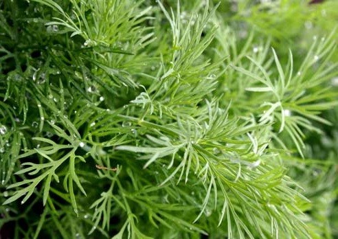 Dill: is it a vegetable or herb, types and varieties (seeds) by maturity