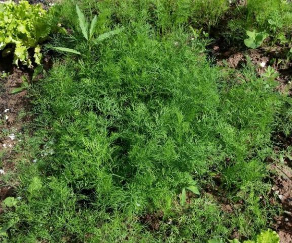 Dill: is it a vegetable or herb, types and varieties (seeds) by maturity