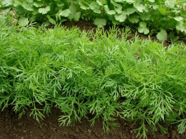 Dill: is it a vegetable or herb, types and varieties (seeds) by maturity